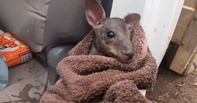 Baby Kangaroo In Australia Saved By Farmer From Bushfires Ravaging The Land