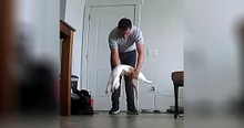 Cat Has The Best Reaction When Owner Comes Home And Security Cameras Caught It All