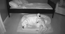 Cameras Catch Baby Boy Sleeping With Dog After Sneaking Out Of His Own Bed