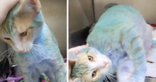Animal Shelter Goes Viral When Cat With Blue Fur Has Everyone Worried