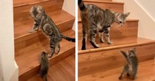 Baby Kitten Is Learning How To Climb Stairs From Mama Cat And It's The Sweetest Thing