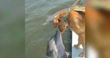 Cameras Caught Dog Kissing Dolphin And the Adorable Photo of the Unlikely Friends Went Viral
