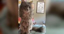 Cat Goes To The Groomer For A Lion Haircut But The End Result Has Her Owner Cracking Up
