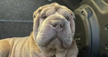 His Dog Was Stolen from His Yard But He Found the Culprit and Offered Help, Not Punishment