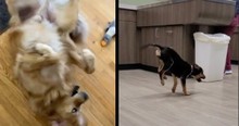 Man Stomps Feet and Sings Happy Dog Music, Starting an Online Trend That's Too Good to Miss