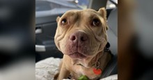 Pitbull's Smiling Dog Face Shows Just How Glad She Is To Be Free Of Her Unhappy Start To Life