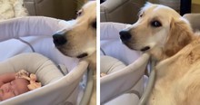 Protective Golden Retriever Stays With Newborn Baby And Refuses To Leave Her Side