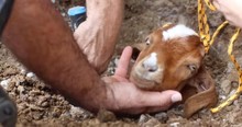 Special Angels Refuse To Give Up And Spend 2 Days Digging Until Goat Is Rescued From Pipe