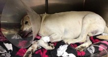 Teen Didn't Realize He Was In Danger Until Heroic Dog Was Bitten By A Rattlesnake In His Place