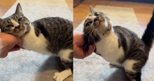 Cat Named Duck Inspires All by Thriving Even After Having Her Front Legs Amputated