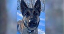 Determined Dog Tracked a Scent for Over 2 Miles in the Freezing Cold, and It Saved a Missing Child
