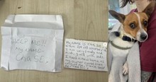 This Puppy Was Found With a Note That Read 'Help Me,' Now He's Looking For a New Home