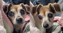 Senior Dog Gives Her Human a Look to Let Her Know 'It's Time'
