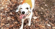Adopted Senior Dog Sacrifices Life To Save His Family From A Black Bear