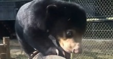 Orphaned Bear Cub Sees A Play Area For The First Time
