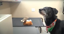 Shelter Dog Escapes His Kennel And Cameras Reveal What A Wild Night He Had