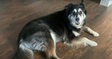 Danger Came Prowling But Family Dog Chased Off Burglar And Saved Special Needs Son