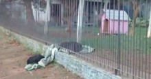 Stray Puppy Was Shivering Until Kind Dog Gave Up Its Own Blanket