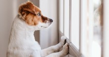 I Thought It Was Just A Story About 2 Dogs Until I Learned Their Secret. This Truth Hit Me Hard!