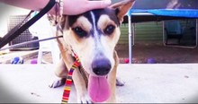 Strangers Rescue Pregnant Dog And Are Surprised With Puppies
