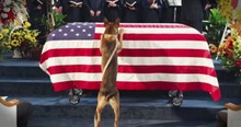 Trailer For The Movie 'Max' About A Marine Dog And His Family