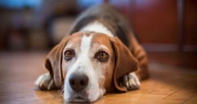 Dog's Owner Sees Just How Lonely His Pup Is When He Is Gone
