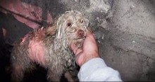 Puppy Living In A Sewer Tunnel Rescued By Hope For Paws