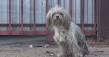 Hope For Paws Rescues Scared Homeless Dog