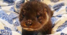 An Abandoned Baby Otter Made Some Unlikely Friends And The Story Behind Is So Touching