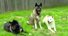 When This Pup Lost Her Sight Her Humans Feared She'd Never Be The Same. Until Her Brothers Did THIS!
