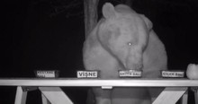 2 Bears Stealing Honey Get Caught In The Act And Farmer Cleverly Turns Them Into Taste Testers