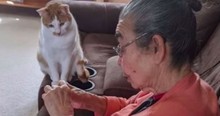 Cat Watches Anxiously As Grandma  Performs ‘Surgery’ On His Favorite Toy