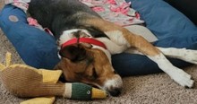 Rescue Dog Kept Scratching At Door, Then Grandma Discovers Grandkid Is Having A Seizure