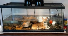 Woman Spots Her Aquarium For A Turtle And Can't Stop Laughing At What She Sees