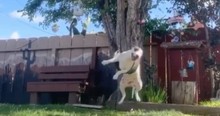 Cameras Caught the Pure Joy of This Dog Playing on a Backyard Swing And It's Infectious