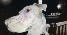 Their Beloved Pooch Ran Off But Then At 3AM The Dog Rings Doorbell To Get Back Inside