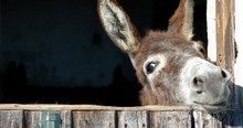 This Donkey Was In A Tough Spot. He Had Me Cheering For Him And He Never Gave Up!
