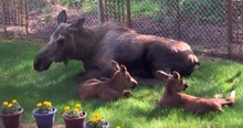 Man Watches In Awe As Family Of Moose Spends The Day Using His Backyard As Their Playground