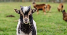 15 Inspirational Quotes From Goats To Brighten Your Day