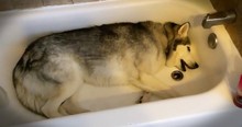 Husky Throws Tantrum and Doesn't Want to Leave the Tub