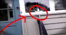 Mailman And Cat Battle Every Single Day Over Mail Slot