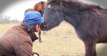 Chained Horse's 'Thank You' To Rescuers Is Moving