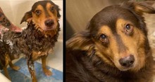 Dog From The Streets Was Given Only Months To Live But Love Changed Everything