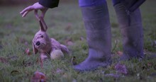 Heartbreaking Christmas Ad Reminds That Dogs Aren't Presents