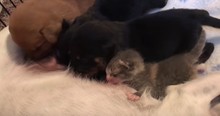 Animals Are Thankful For The Rescuers That Saved Them