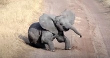 Adorable Baby Elephant Falls Over And Throws An Epic Tantrum As The Adults Simply Ignore Him