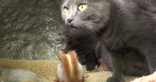 4 Baby Squirrels Adopted By Pusha The Cat Make For A 1-Of-A-Kind Family