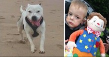 Frenzied Dog Charges At Sleeping Son To Reveal The True Danger
