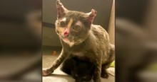 Brave Mama Cat Races In To Try And Save Her Kittens From A Barn On Fire