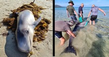 Beached Dolphin Was In Desperate Need Of Help So Good Samaritans Rally Together To Save It
